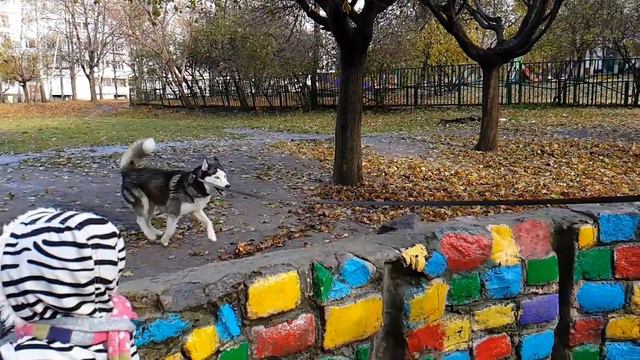 Хаски аджилити на троечку :) смотреть онлайн