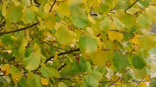 10 сентября  Анна и Савва Скирдники. Молитва Моисею Мурину от пьянства. Приметы и поверья.