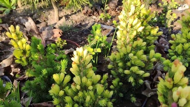 Цветущие сады в ландшафтном дизайне. смотреть онлайн