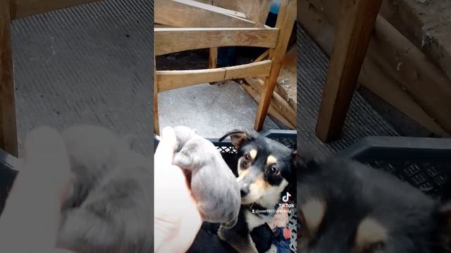 щинятки смотреть онлайн