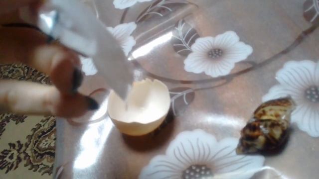 Пытаемся спасти улитку Ахатина.аткололась ракушка.часть 1 смотреть онлайн