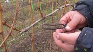 Лучшее приспособление для подвязки виноградной лозы. Виноградник  Шаламова Николая