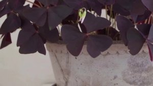 Кислица, или Оксалис — «бабочки» на подоконнике. Особенности выращивания.
