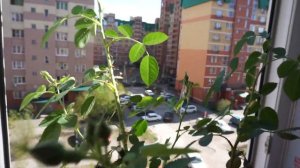 Купила розу Фламентанц