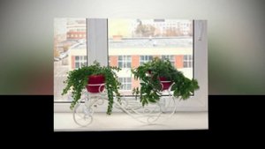 Цветы на моем подоконнике