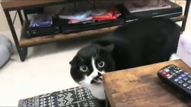 Кот "поет" на грузинском языке смотреть онлайн