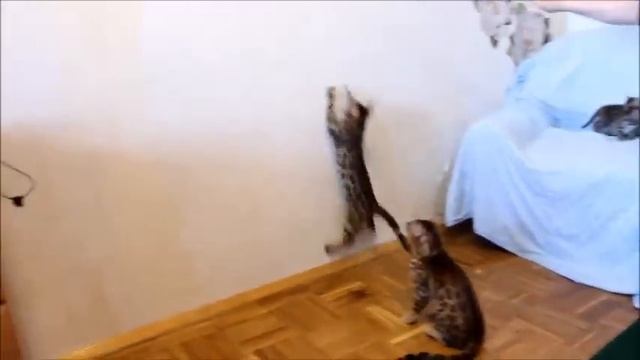 Бенгальский кот.Бенгальские котята.Bengal cats playing смотреть онлайн