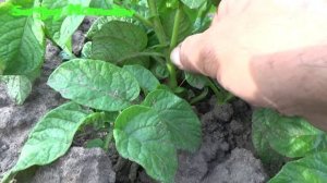 ➤Повилика, сорняк паразит Как с ней бороться? павилика