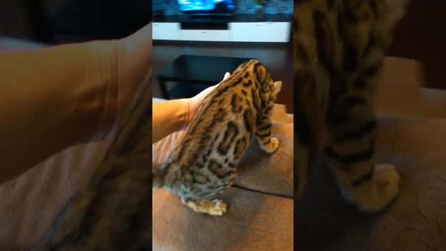 Кот бенгальский нереально крупный 3.5 мес