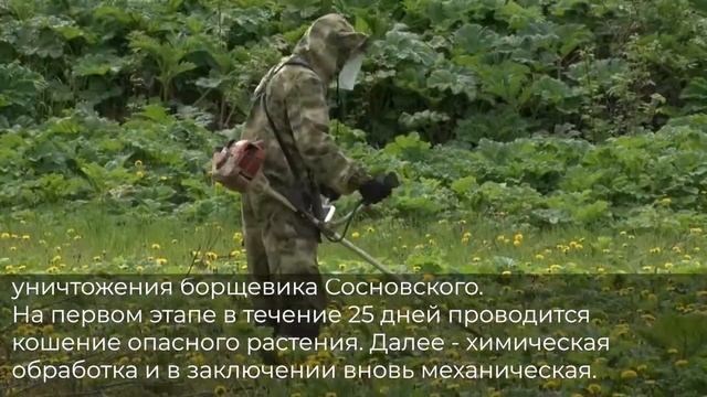 Кошение борщевика Сосновского смотреть онлайн