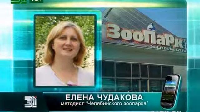 Зоопарку Челябинска на развитие выделили более 300 миллионов рублей смотреть онлайн