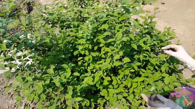 Прищипывание как источник БОЛЬШОГО УРОЖАЯ !