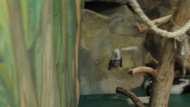 Восточные колобусы и малыш 21.03.18 смотреть онлайн