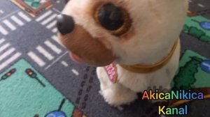 Pets ALIVE Poppy der POPO wackelnde Mops  Wooooooow !