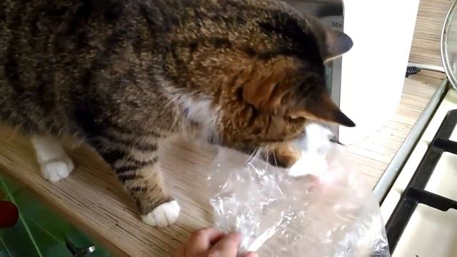 Минутка милоты - кошка Буся и колбаска =) смотреть онлайн