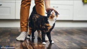 Как Сделать Кошку Более Ласковой ¤ НЕОБЫЧАЙНОЕ