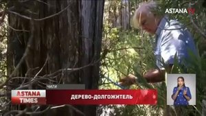 Самое старое дерево в мире возрастом 5,5 тысяч лет обнаружили в Чили