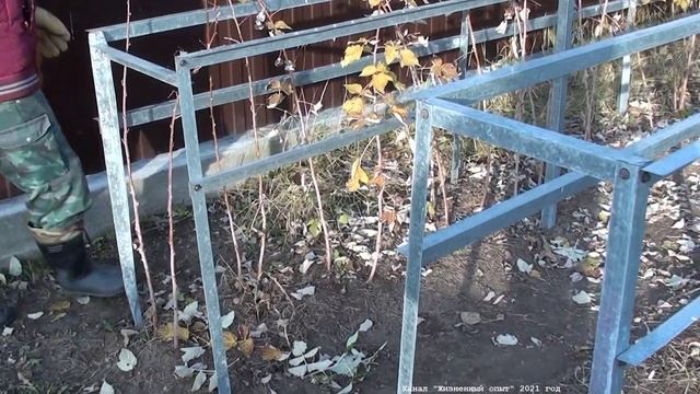 Обрезка ремонтантной малины. Два способа. Начинаем эксперимент. Часть 1. смотреть онлайн