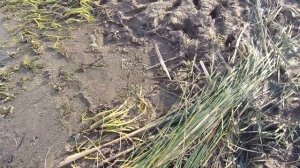 РЫБАЛКА НА ФИДЕР | ЛОВЛЯ КАРАСЯ НА ФИДЕР, р.СВИЯГА, ТАТАРСТАН