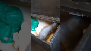 Норка домашняя