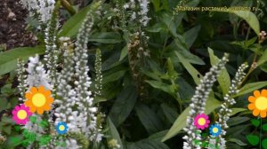 Вероника длиннолистная Альба. Краткий обзор, описание характеристик veronica longifolia Alba