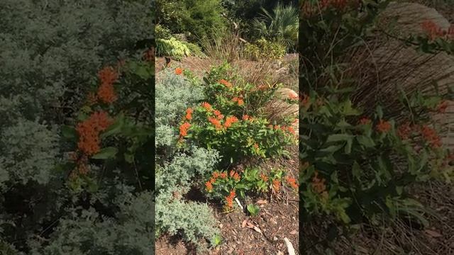 Butterflies Asclepias tuberosa