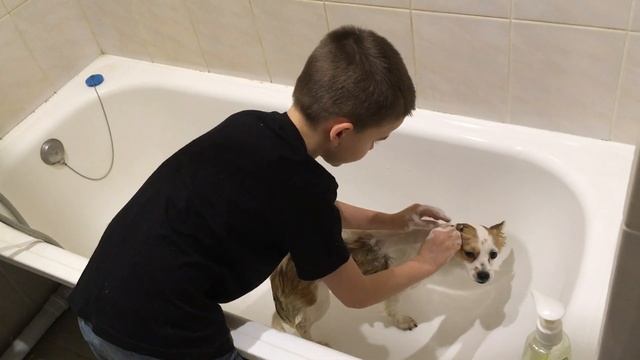 Как правильно купать собаку! смотреть онлайн