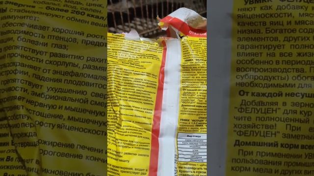 Кормление кур зимой. Как мы кормим наших кур для хорошей яйценоскости