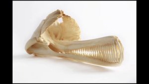 Сусук: Ужасные слепые дельфины помойных рек Индии