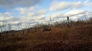 Собираем клюкву по первому снегу (на Каракате)