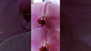 Фаленопсис сого юкидан розовый