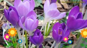 Крокус ботанический Барс пурпур. Краткий обзор, описание характеристик Barr's purple