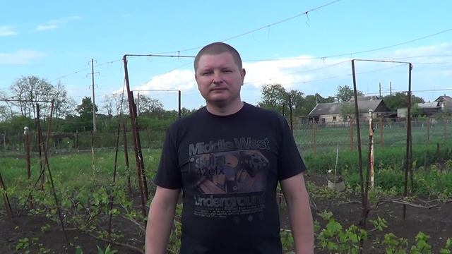 Зудень. Борьба с виноградным клещом. Виноград 2015.