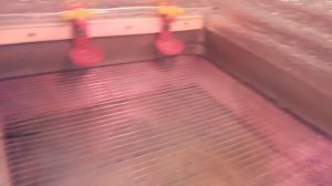 Брудер для перепелов своими руками