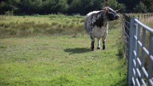 Корова/ Корова видео/ Домашние животные