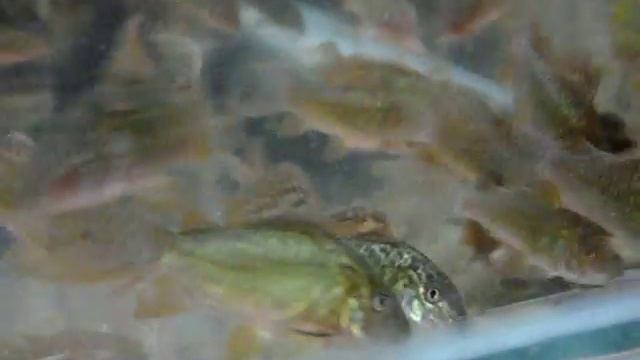 Emerald green brochis fry for sale смотреть онлайн