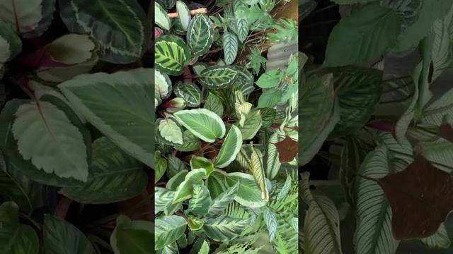 My calatheas