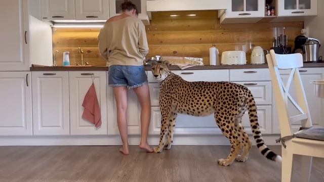 Герда очень голодна и решительна! Гепард Герда упала со стола прыгая за едой! смотреть онлайн