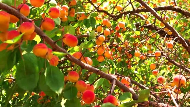 Рыболовная база "Рыбацкая деревня", Астраханская область, Николаевка смотреть онлайн