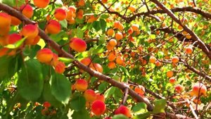 Рыболовная база "Рыбацкая деревня", Астраханская область, Николаевка