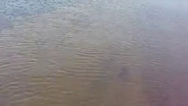 ловля карася(буфалы) в астрахани смотреть онлайн