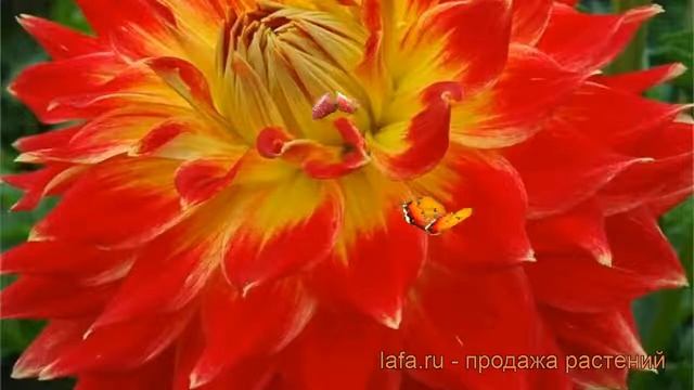 Георгина декоративная Тайлер Джеймс ? обзор: как сажать, рассада георгины Тайлер Джеймс смотреть онлайн