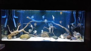 Метиннис и Скалярии