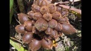 посев семян ириса 2