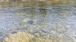 Рыбалка в Хабаровском крае, ловля Ленка на муху