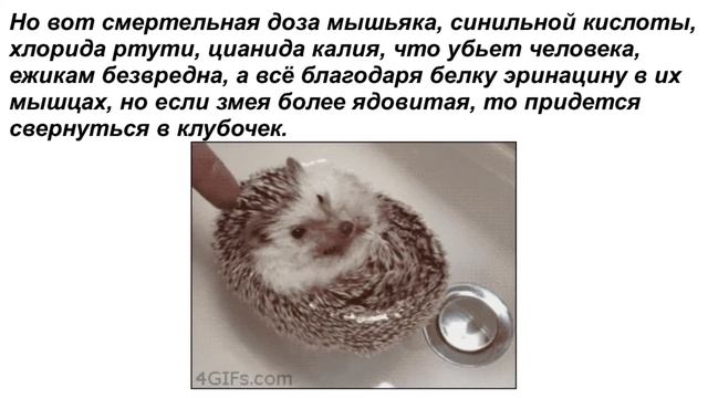 Что скрывают ежики за тысячами иголок??!!))) смотреть онлайн