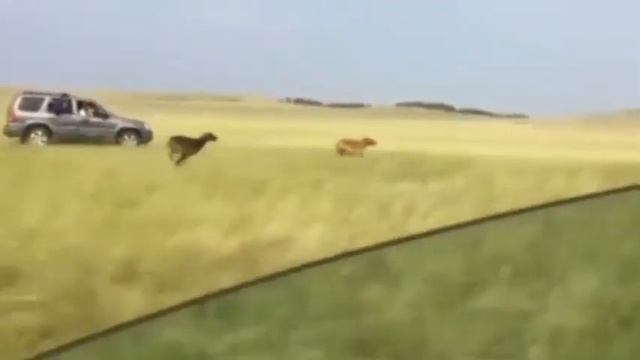 Гонка казахских гончих собак: кто быстрее Құмай тазы или Жүйрік тазы? смотреть онлайн