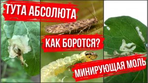 Тута Абсолюта, томатная или минирующая моль. Как бороться?