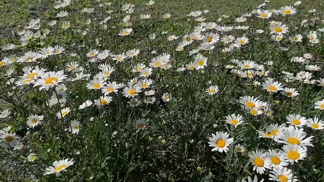 Мой Назаровский район смотреть онлайн