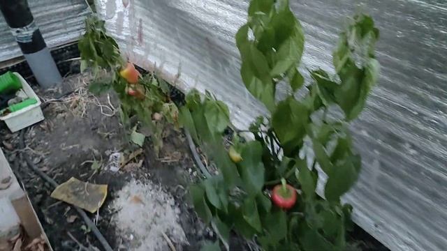 Заглубленная теплица зимой. смотреть онлайн